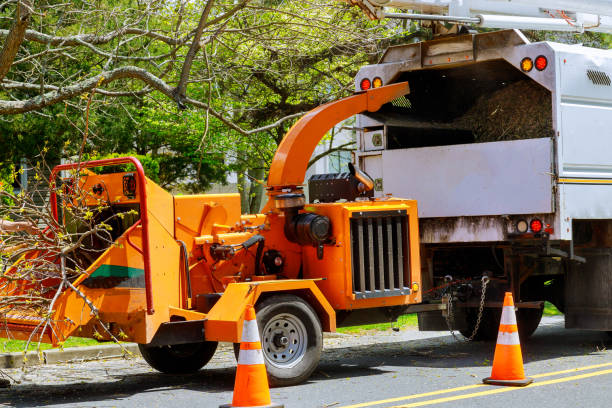 Best Storm Damage Tree Cleanup  in Powells Crossroads, TN
