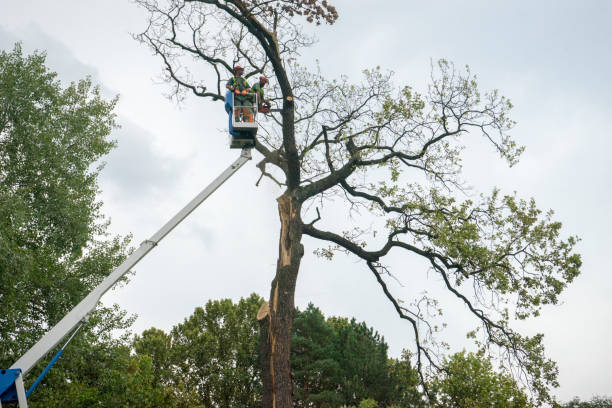 Best Palm Tree Trimming  in Powells Crossroads, TN
